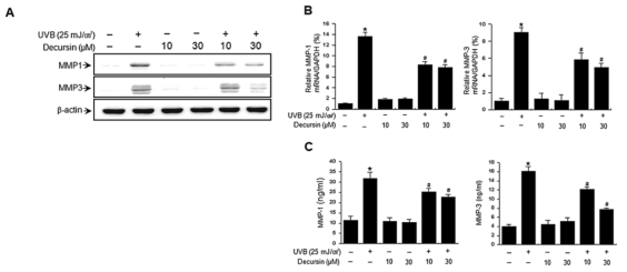 HDF세포의 UV에 의해 발현이 유도된 MMP-1에 대한 평가