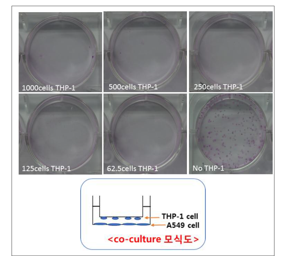 Trans well down 방식A549+THP-1 cell (PMA 10 ng/ml)의 세포 개수별 colony 변화