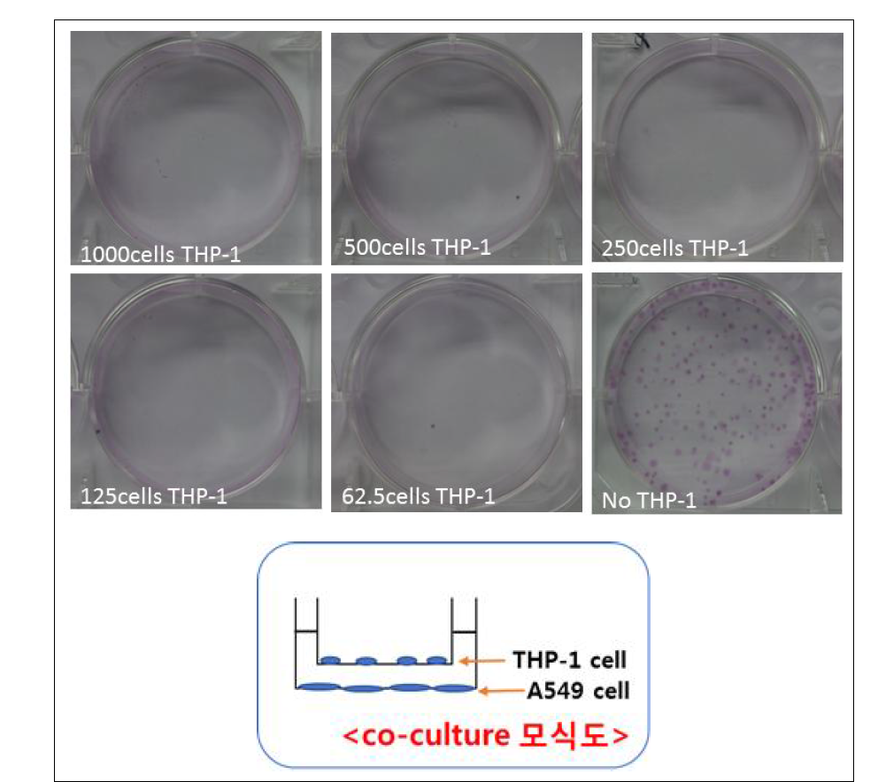 Trans well up 방식 A549+THP-1 cell (PMA 10 ng/ml)의 세포 개수별 colony 변화