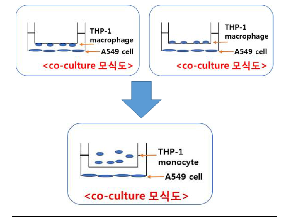 A549 cell+THP-1cell 공동 배양 최종 모식도