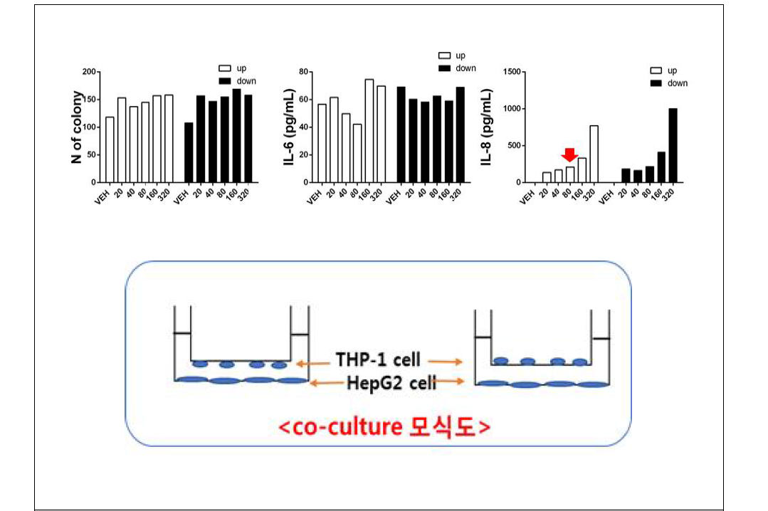 HepG2 200 cell/well 과 Trans-well THP-1 up/down 실험결과와 모식도