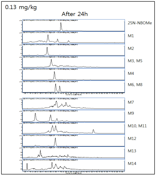 0.13 ㎎/㎏ 투여 후 24h urine에서의 25N-NBOMe 및 대사체의 크로마토그램