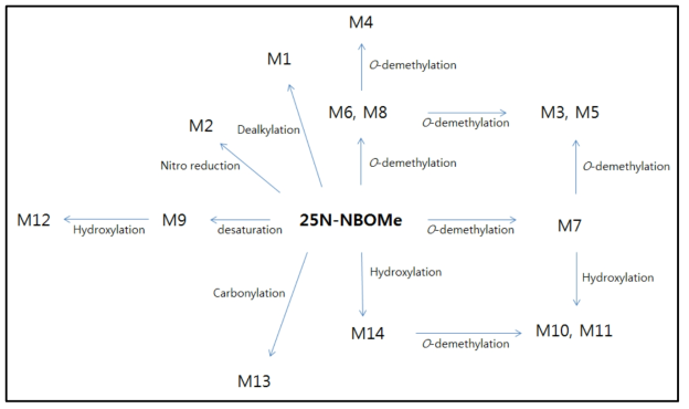 25N-NBOMe의 대사체 규명 및 대사경로 확인