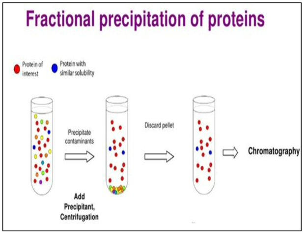 단백질 침전법 시험법 모식도