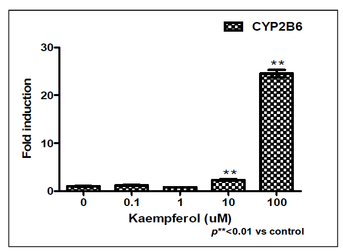 Kaempferol 처리에 따른 CYP2B6 유전자발현측정 결과.