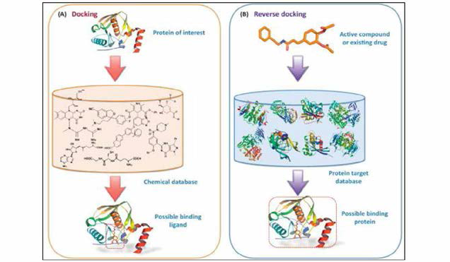 (A ) Docking (B) Reverse docking.
