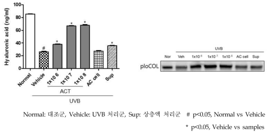 히알루론산과 콜라겐의 발현량