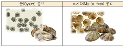 실험대상 이매패류 종묘생물