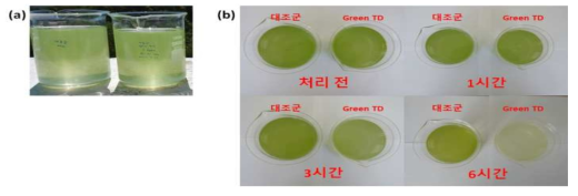경남 김해시 상동면 녹조 시료에 대한 Green TD의 살조능.