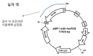 더뎅이병 저항성유전자(HcrVf2) gene와 RS 유전자가 삽입되어 있는 벡터