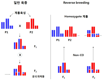 Reverse breeding의 기본 개념으로 일반 F1 육종과의 차이