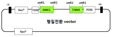 DMC1 유전자를 RNAi 형태로 만든 형질전환 벡터