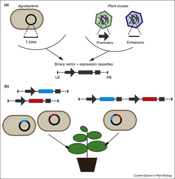Development of transient expression systems for use in plant-based synthetic biology
