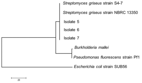 Phylogency tree(Isolate 5, 6, 7 : 희석배수 10-5, 10-6, 10-7에서 채취 한 시료)