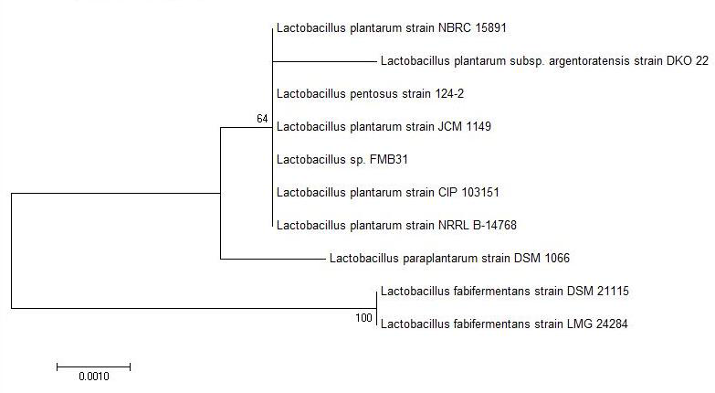 #16번 균주의 Neighbor-joining phylogenetic tree