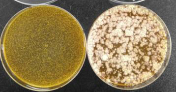 MRS배지에서 배양한 해조류 유래 유산균 발효 고추장(좌)과 일반 고추장(우)의 미생물상