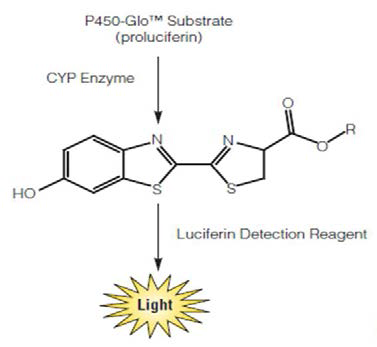 P450-GloTM luminescent assay steps, conversion of P450-GloTM substrate by cytochrome P450