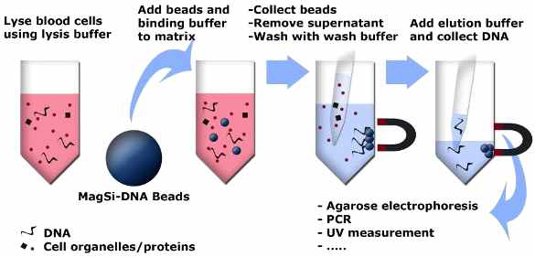 Magnetic bead를 사용한 전처리 개념도