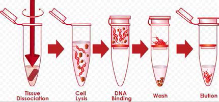 Column-based DNA extraction