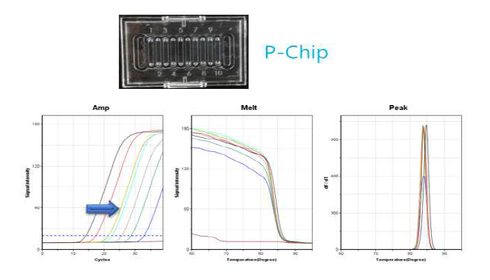 Real-time PCR용 Bio-chip(P-chip)과 이를 사용한 증폭실험