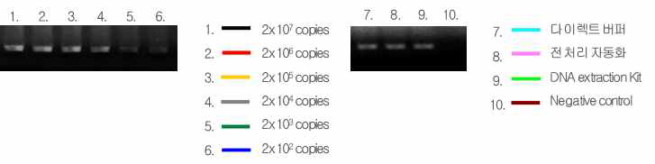 Real-time PCR 그래프로 확인 한 결과의 전기영동 사진