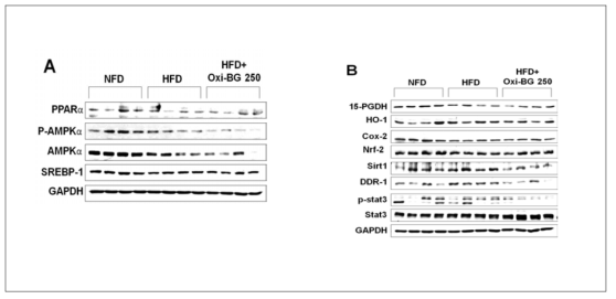 Effect of Oxi β-glucan on high-fat diet-induced liver in Obese mice.