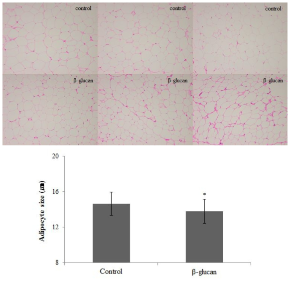 10주간 귀리 베타글루칸 제조식이 자율섭식에 따른 일반동물(C57BL/6)의 지방크기 변화