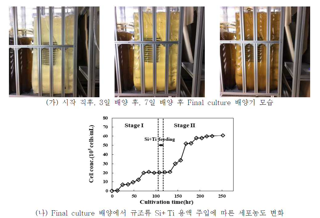 Final culture 배양조 내 세포농도 변화