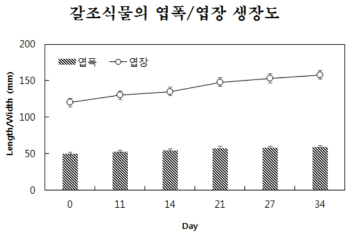 최적조건에서 34일간 배양시킨 유엽의 생장도 비교