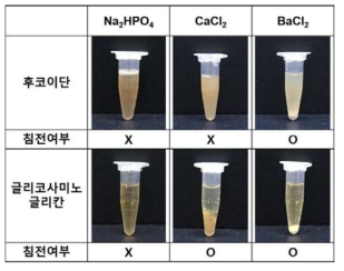 후코이단 및 글리코사미노글리칸 이온 수용액 침전여부 확인