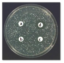 Anti-microbial activity of fucoidan extract on Streptococcus aureus (a：0%, b：0.01%, c：0.1%, d：1%)