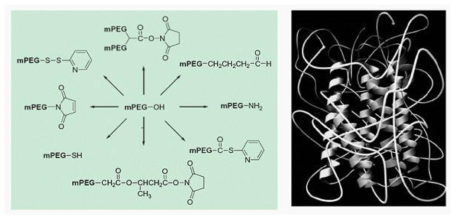 페길화 시약(PEGylation reagent) 및 페길화된 단백질의 모식도