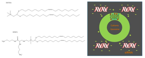 양이온성 인지질 나노입자를 이용한 작은 간섭 리보핵산 전달기술