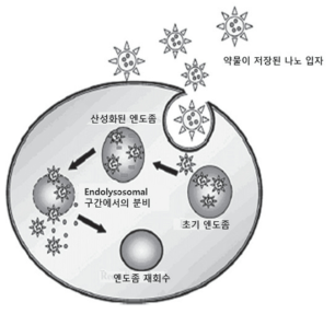 생분해성 고분자 나노입자를 이용한 약물 전달 개념