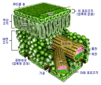 수중식물의 엽육조직