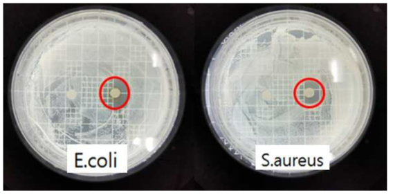 AgNPs에 대한 박테리아균을 이용한 항균 실험