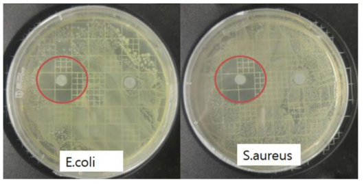 Polystyrene과 계피리프오일 혼합 솔루션의 나노섬유에 대한 항균성능 평가 (좌)대장균, (우)황색포도상구균에 대한 항균성능 평가