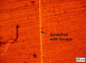 경화제 희석 비율이 낮은 경우 (수지 대비 20%), 코팅과 열처리 진행 후, 간이 스크레치 테스트 진행 후 구리 판재 표면 이미지
