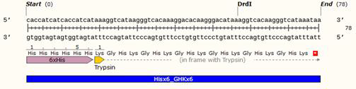 생산용 유전자 합성 sequence