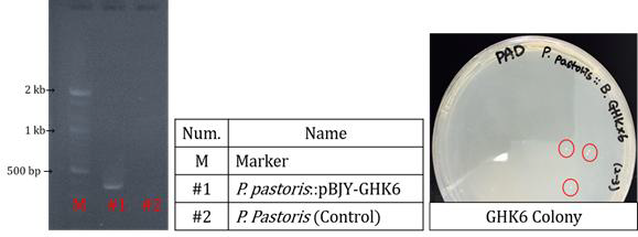 벡터 PCR 결과 및 카퍼펩타이드 생산용 효모 균주 colony 확인