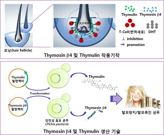 Thymosin β4 및 thymulin의 작용기작 및 생물공정 생산 계획도