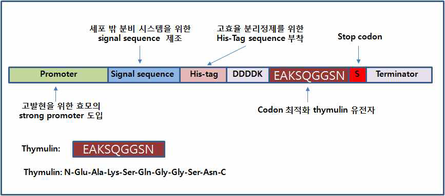 Thymulin 효모 발효 생산용 DNA cassette