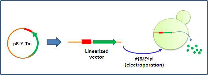 Thymulin 생산용 효모 균주 제조