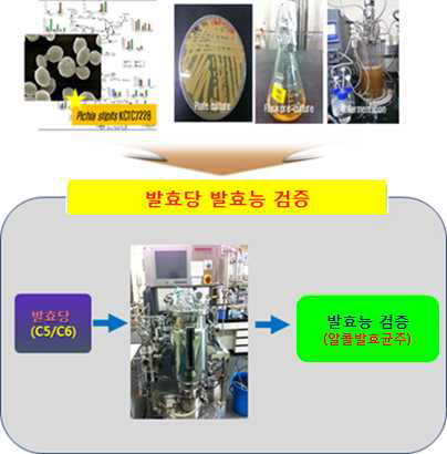 발효균주를 이용한 발효당의 발효능 테스트