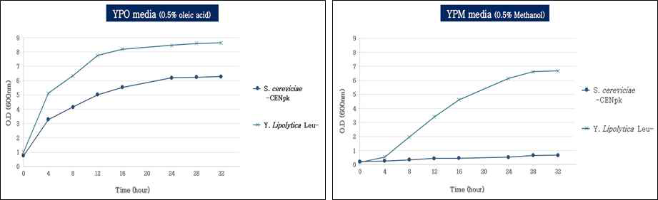 oleic acid와 methanol이 첨가된 배지에서 효모 균주 성장곡선