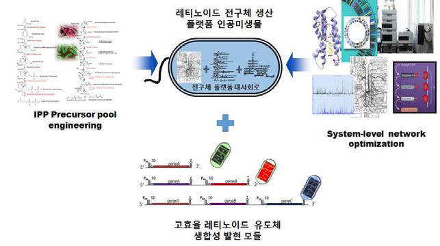 레티노이드 생산 균주의 생체내 네트워크 분석 및 유효인자 발굴