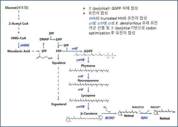 레티놀 생산 pathway