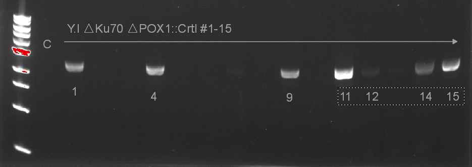 SDS-PAGE를 통한 crtⅠ 유전자 삽입 확인