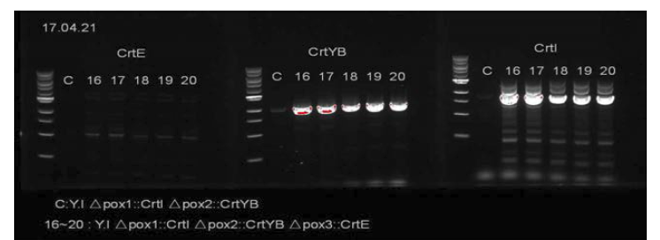 SDS-PAGE를 통한 crtⅠ, crtYB, crtE 유전자 삽입 확인