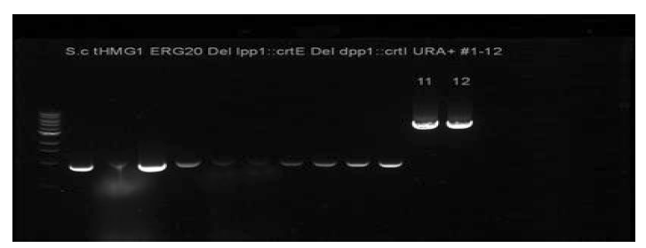 SDS-PAGE를 통한 crtI 유전자 삽입 확인
